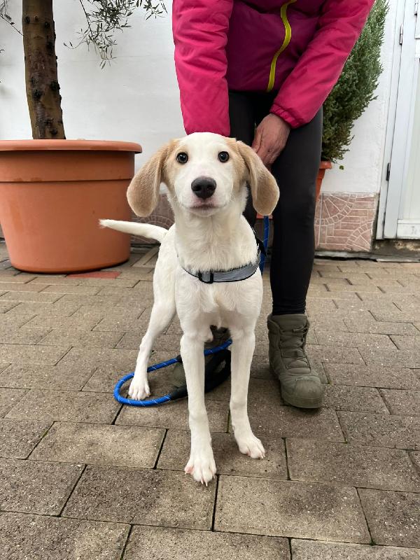 OLAF ADORABILE CUCCIOLO Foto 4